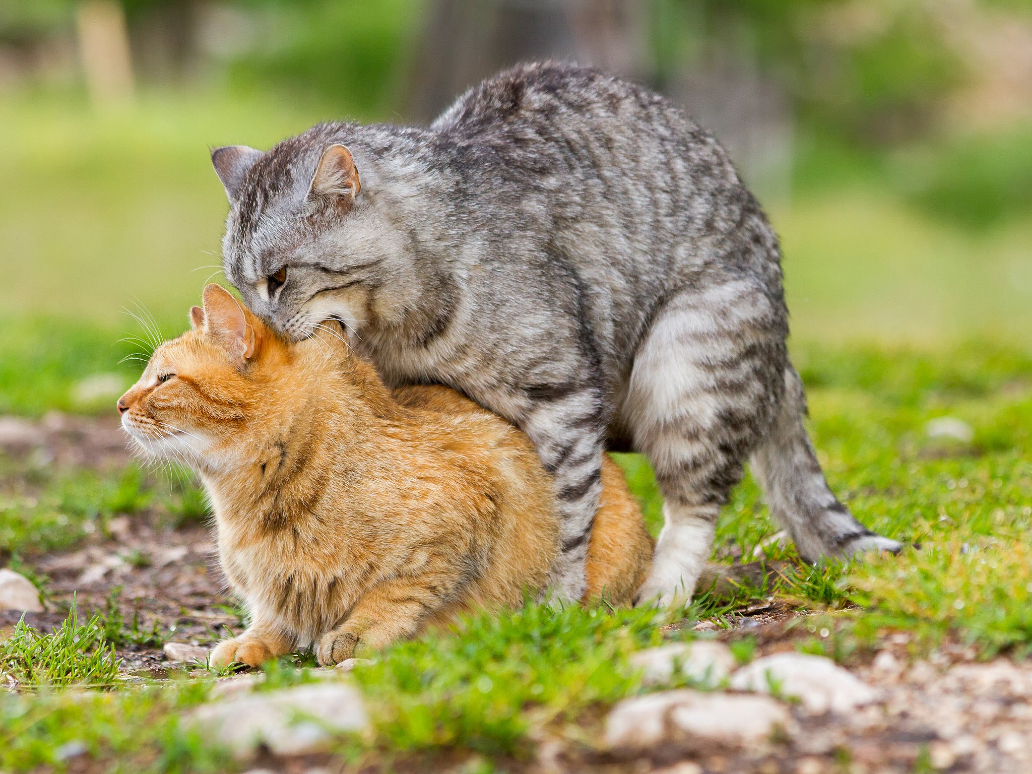 Dyrenes Beskyttelse: Neutraliser din kat, før det er for sent TV 2 Kosmopol