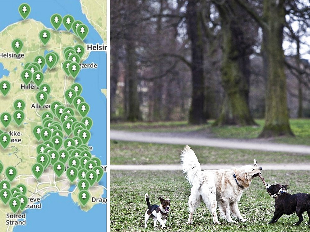 OVERBLIK: Her må du lufte hunden uden snor | TV Kosmopol
