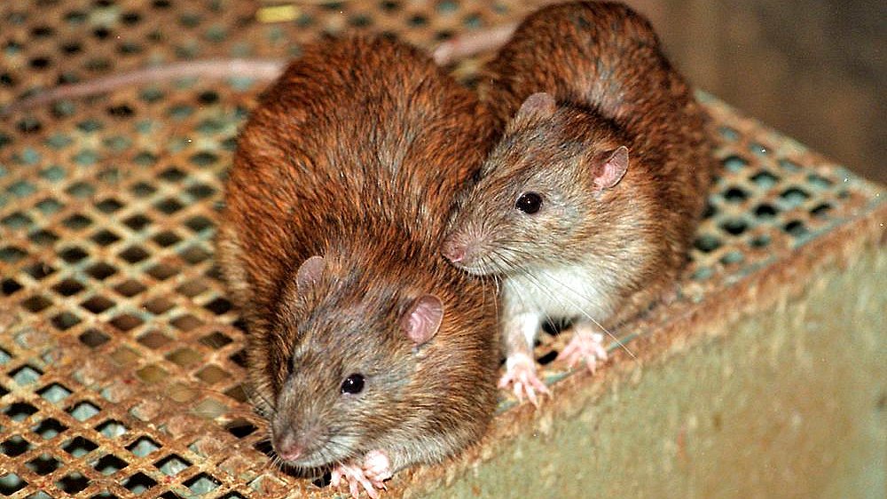 10 ting du virkelig ikke vil om rotter | TV 2 Lorry